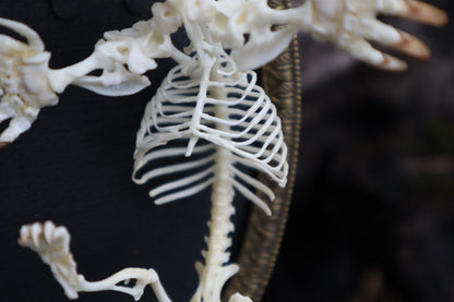 Mole Skeleton Articulation