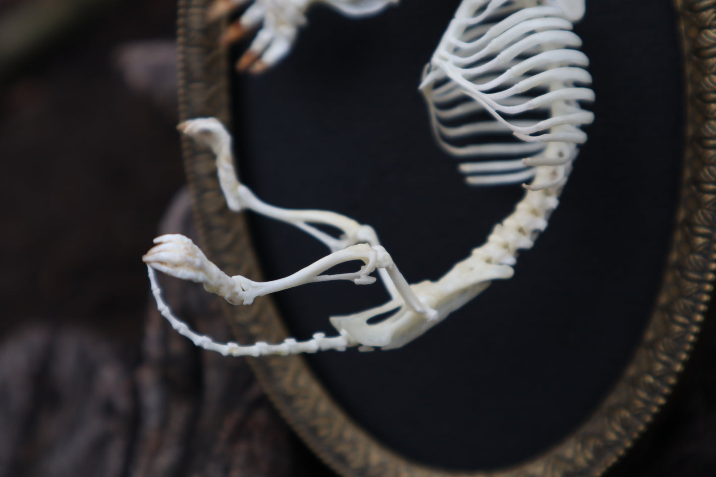 Mole Skeleton Articulation