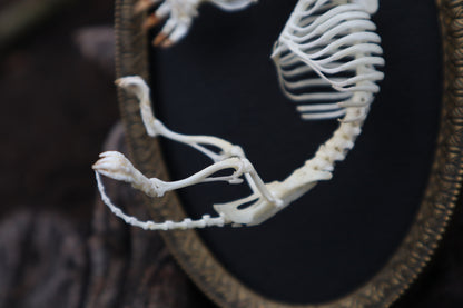 Mole Skeleton Articulation