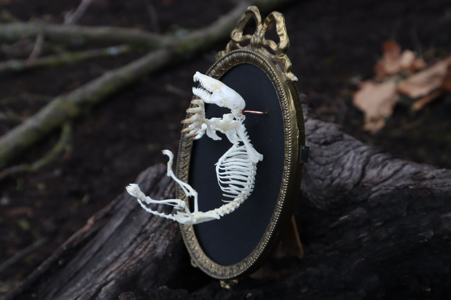 Mole Skeleton Articulation