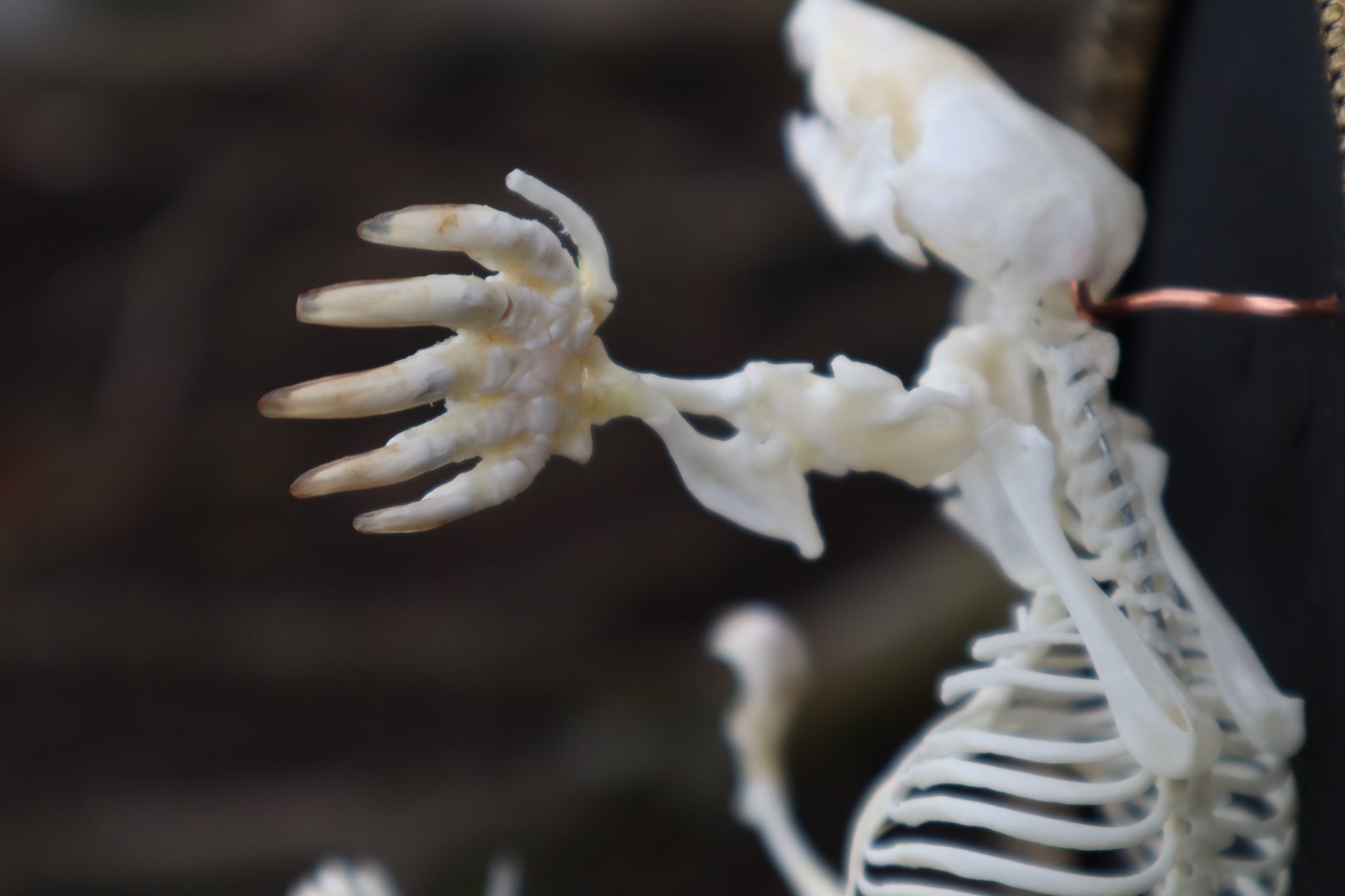 Mole Skeleton Articulation