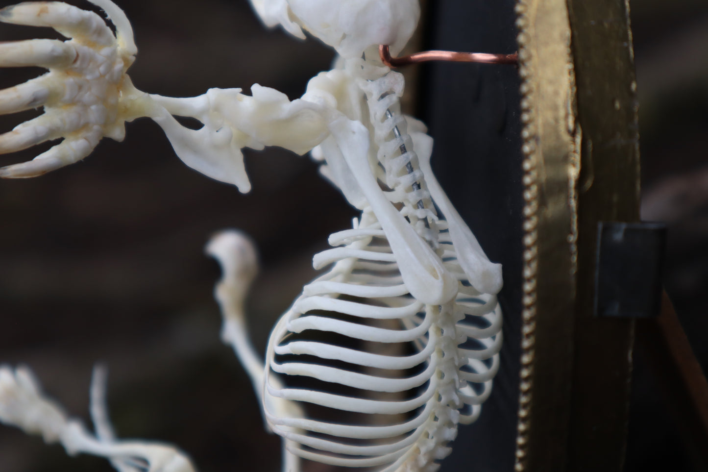 Mole Skeleton Articulation