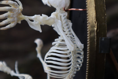 Mole Skeleton Articulation