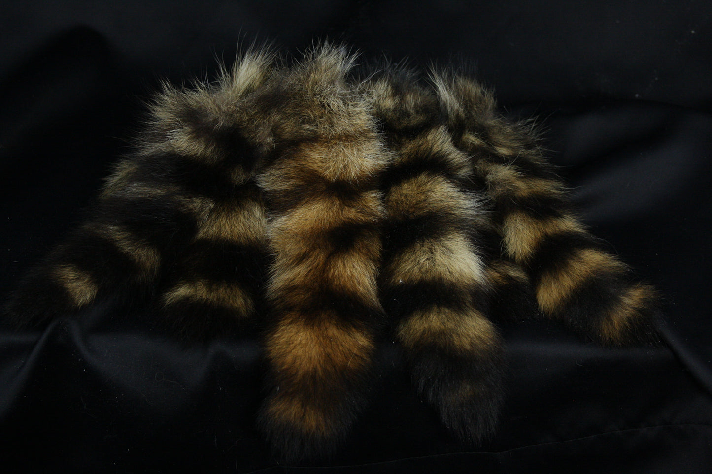 Raccoon Tail