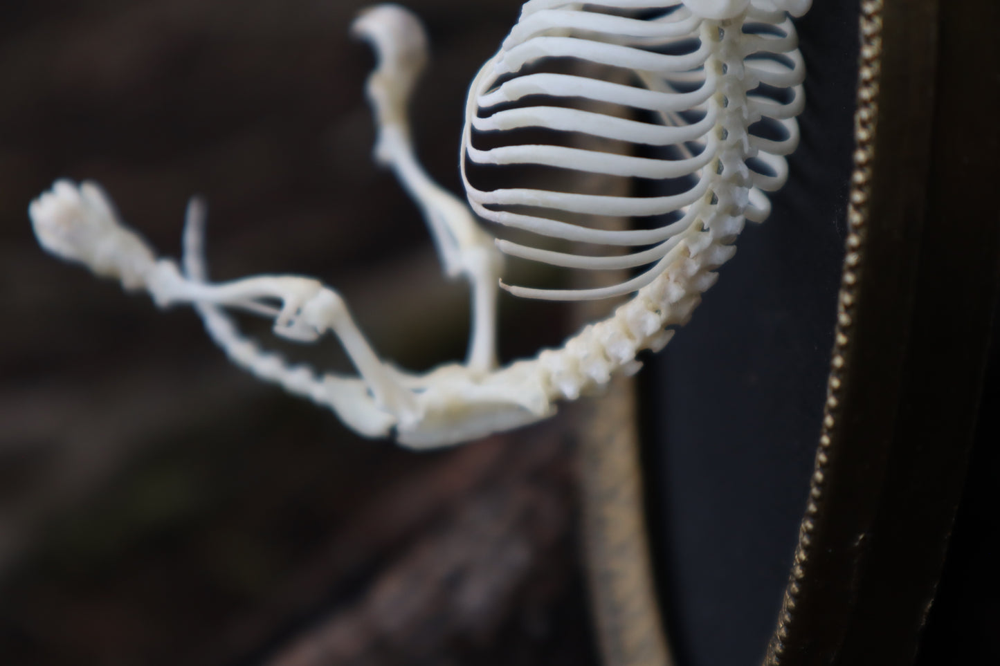 Mole Skeleton Articulation