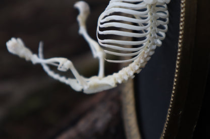Mole Skeleton Articulation
