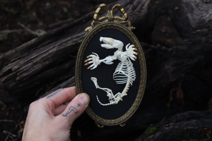 Mole Skeleton Articulation