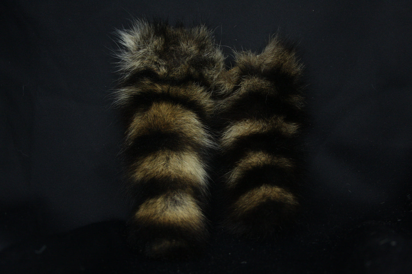 Raccoon Tail
