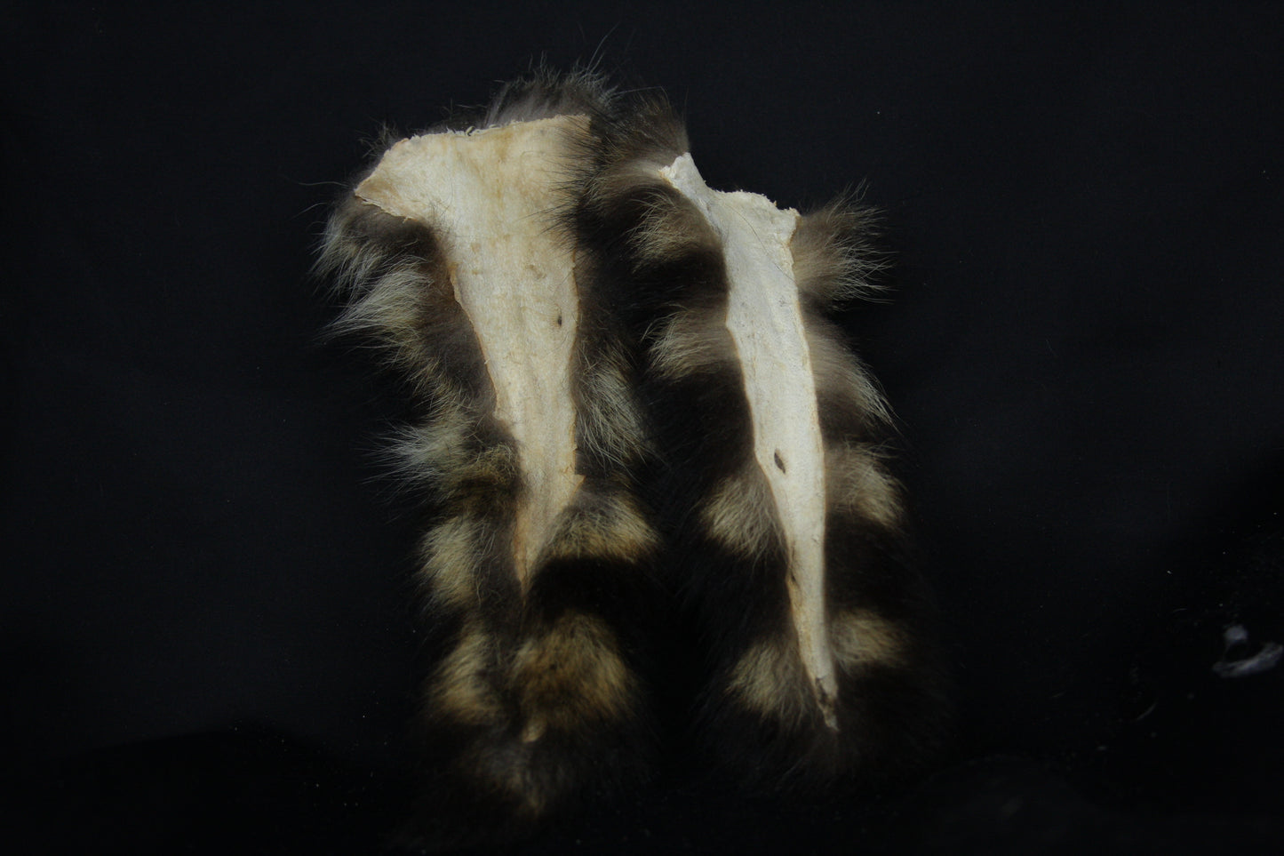 Raccoon Tail