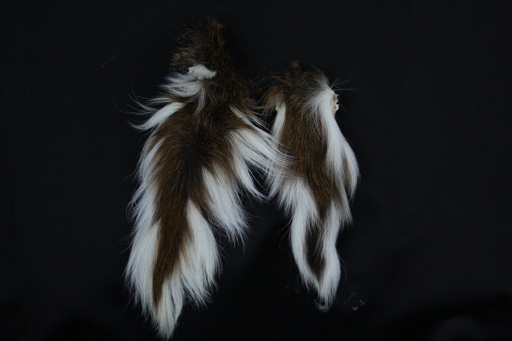 Whitetail Deer Tail