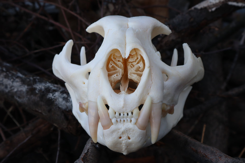 Pathological Mountain Lion Skull