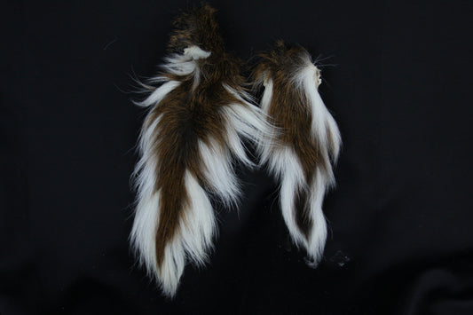 Whitetail Deer Tail
