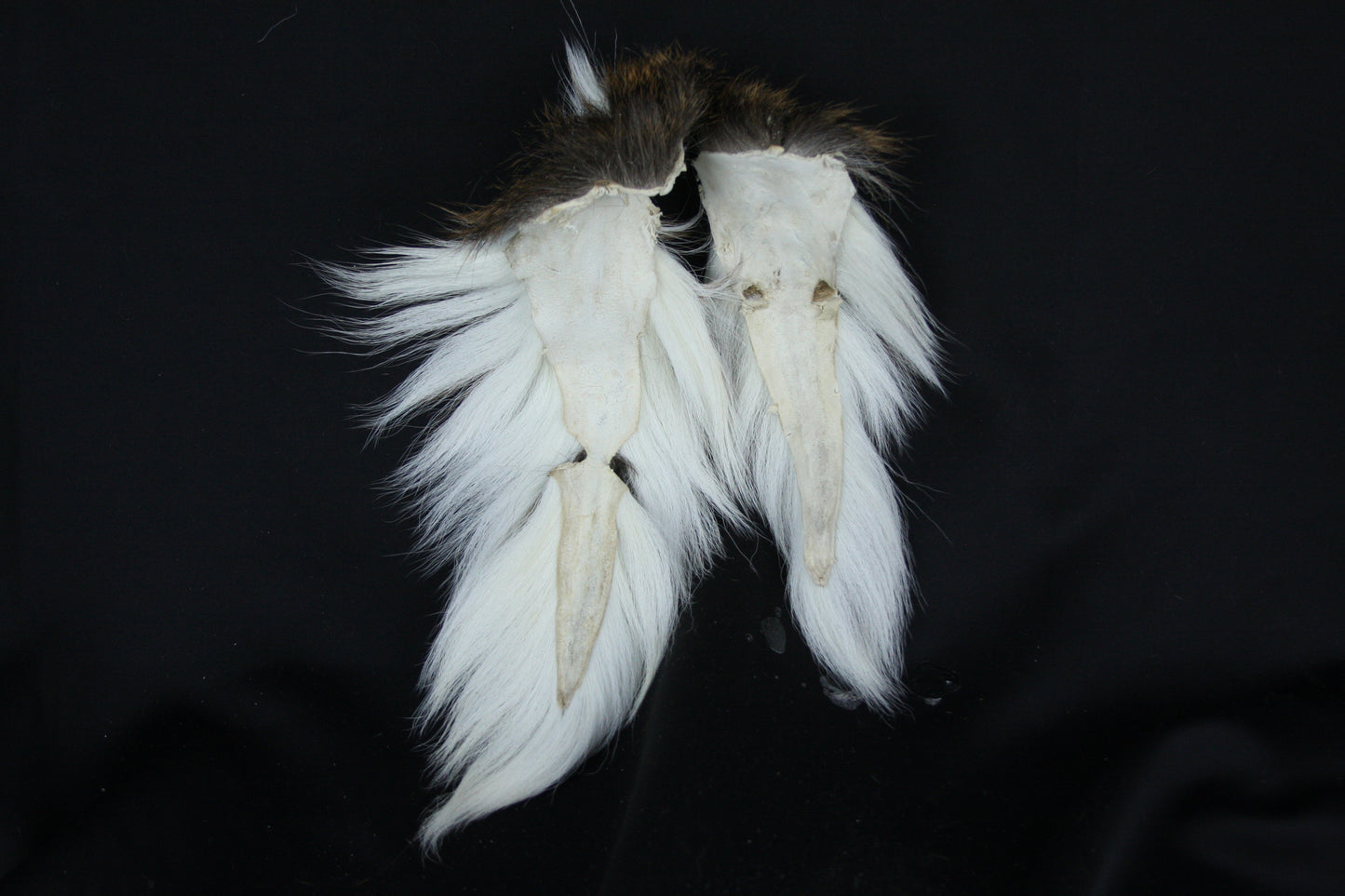Whitetail Deer Tail