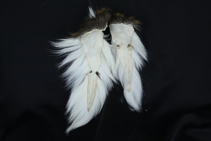 Whitetail Deer Tail