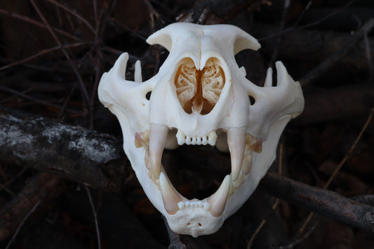 Pathological Mountain Lion Skull