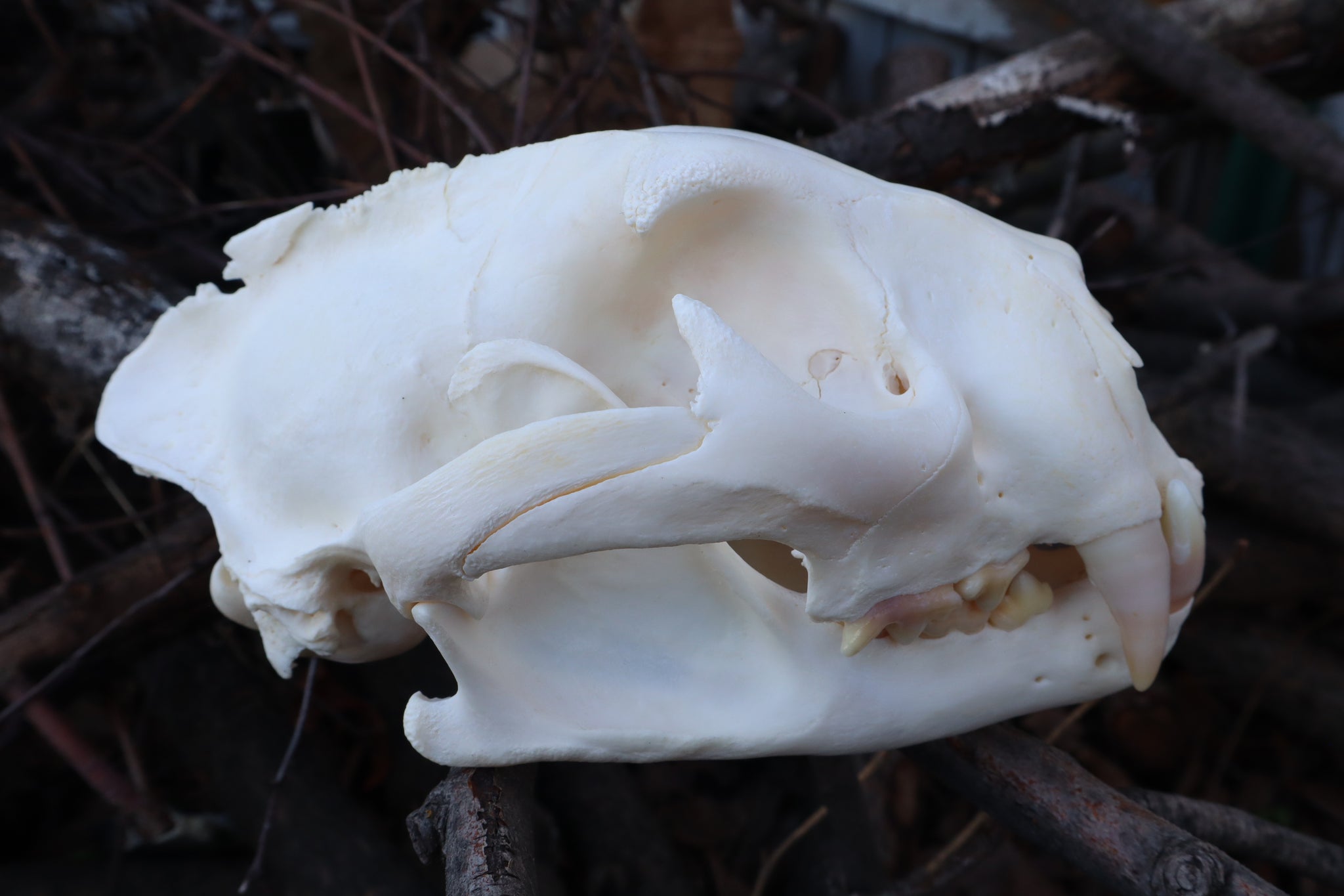 Pathological Mountain Lion Skull