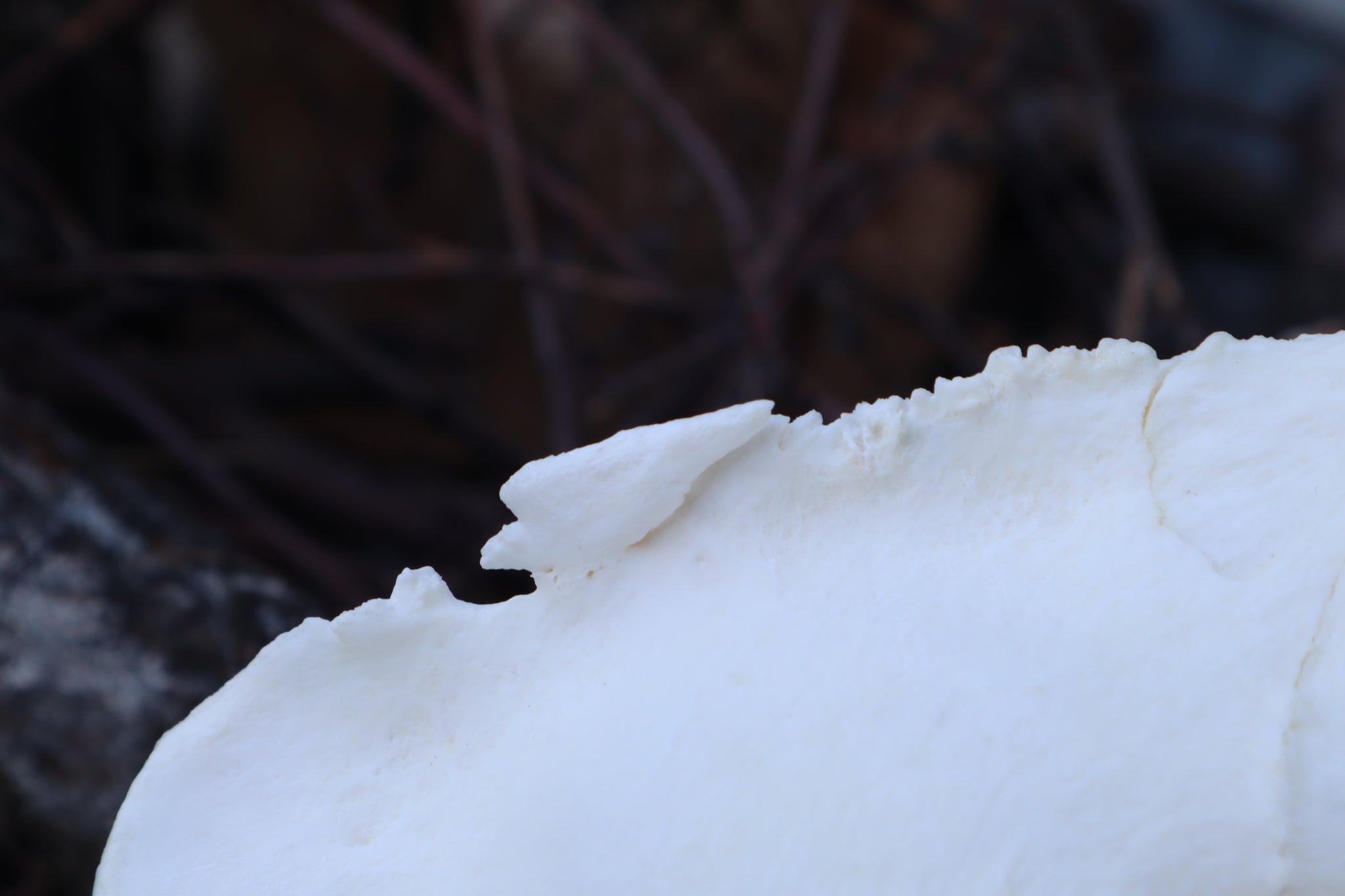 Pathological Mountain Lion Skull