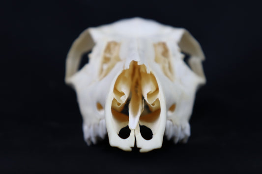 Craft Whitetail Doe Skull