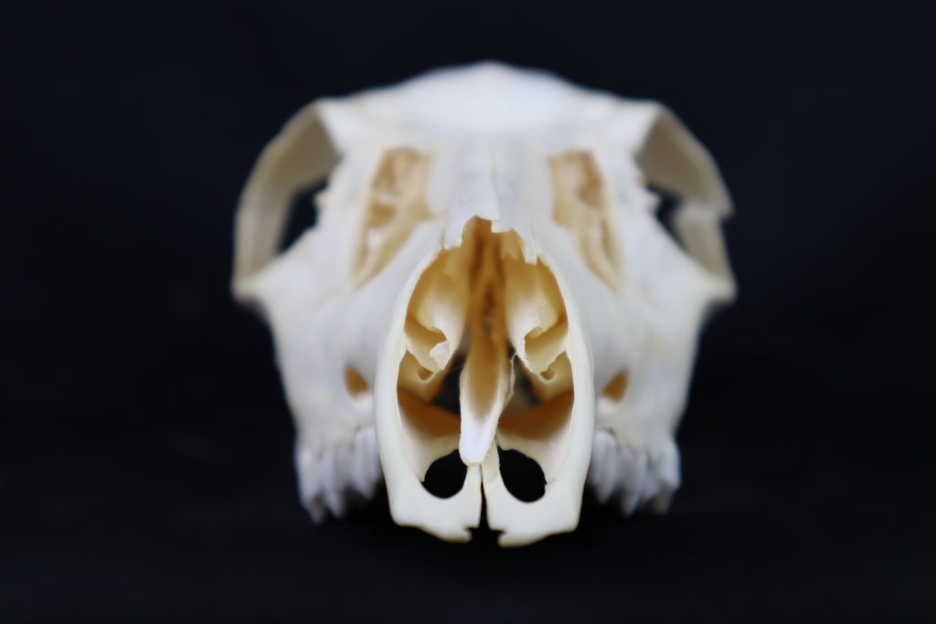 Craft Whitetail Doe Skull