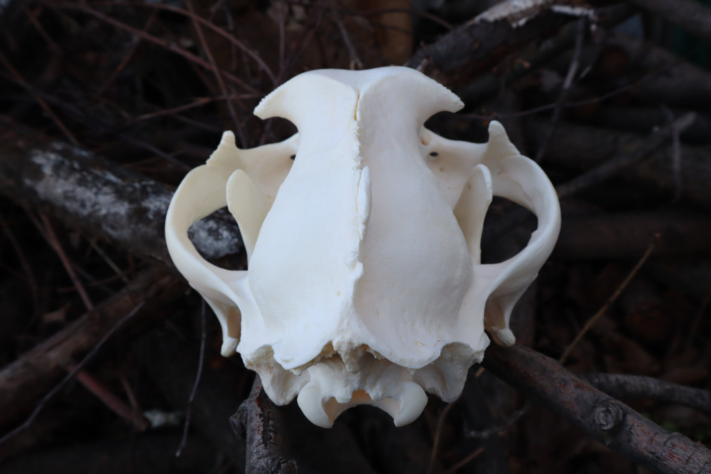 Pathological Mountain Lion Skull