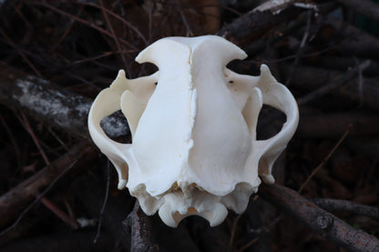 Pathological Mountain Lion Skull