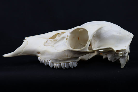 Craft Whitetail Doe Skull