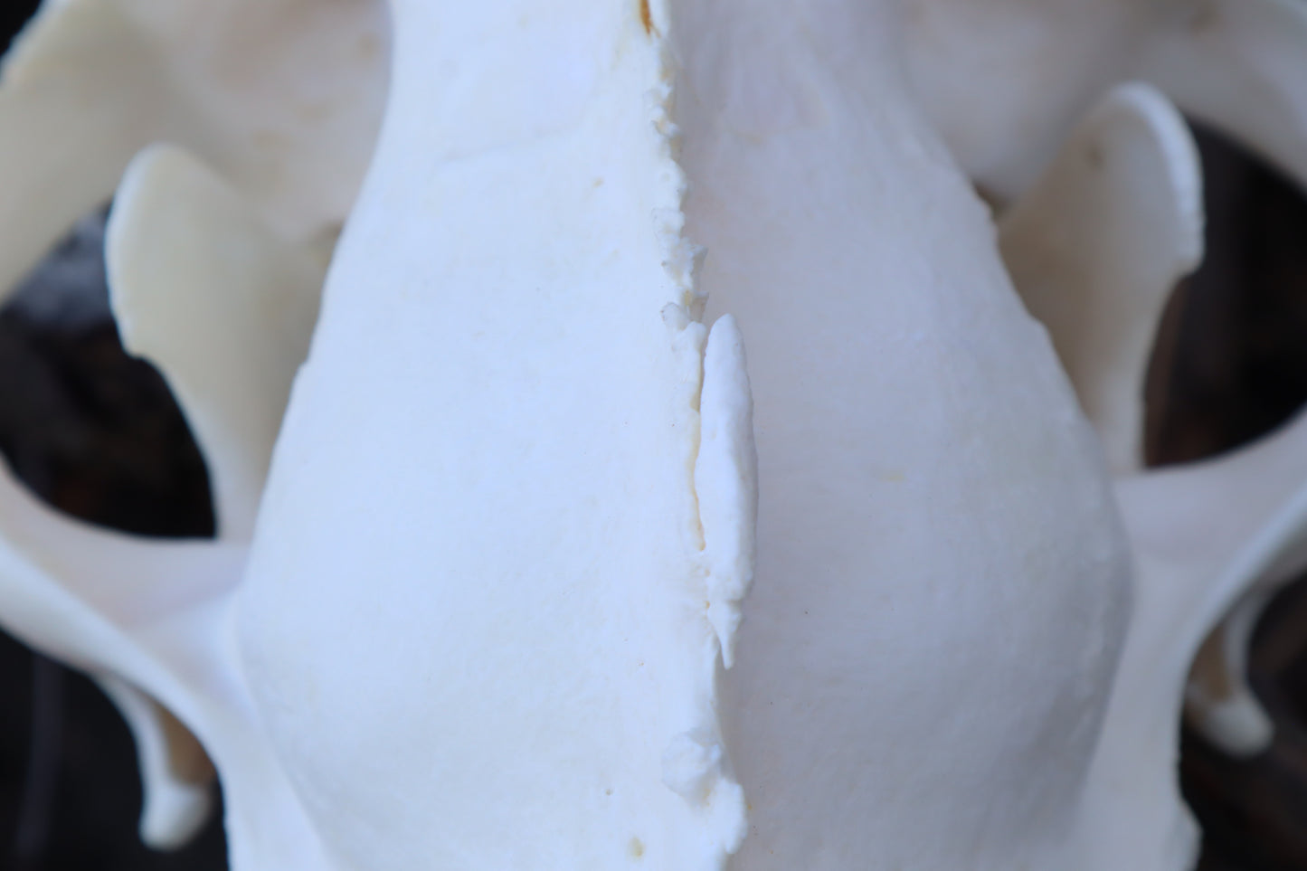 Pathological Mountain Lion Skull