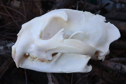 Pathological Mountain Lion Skull