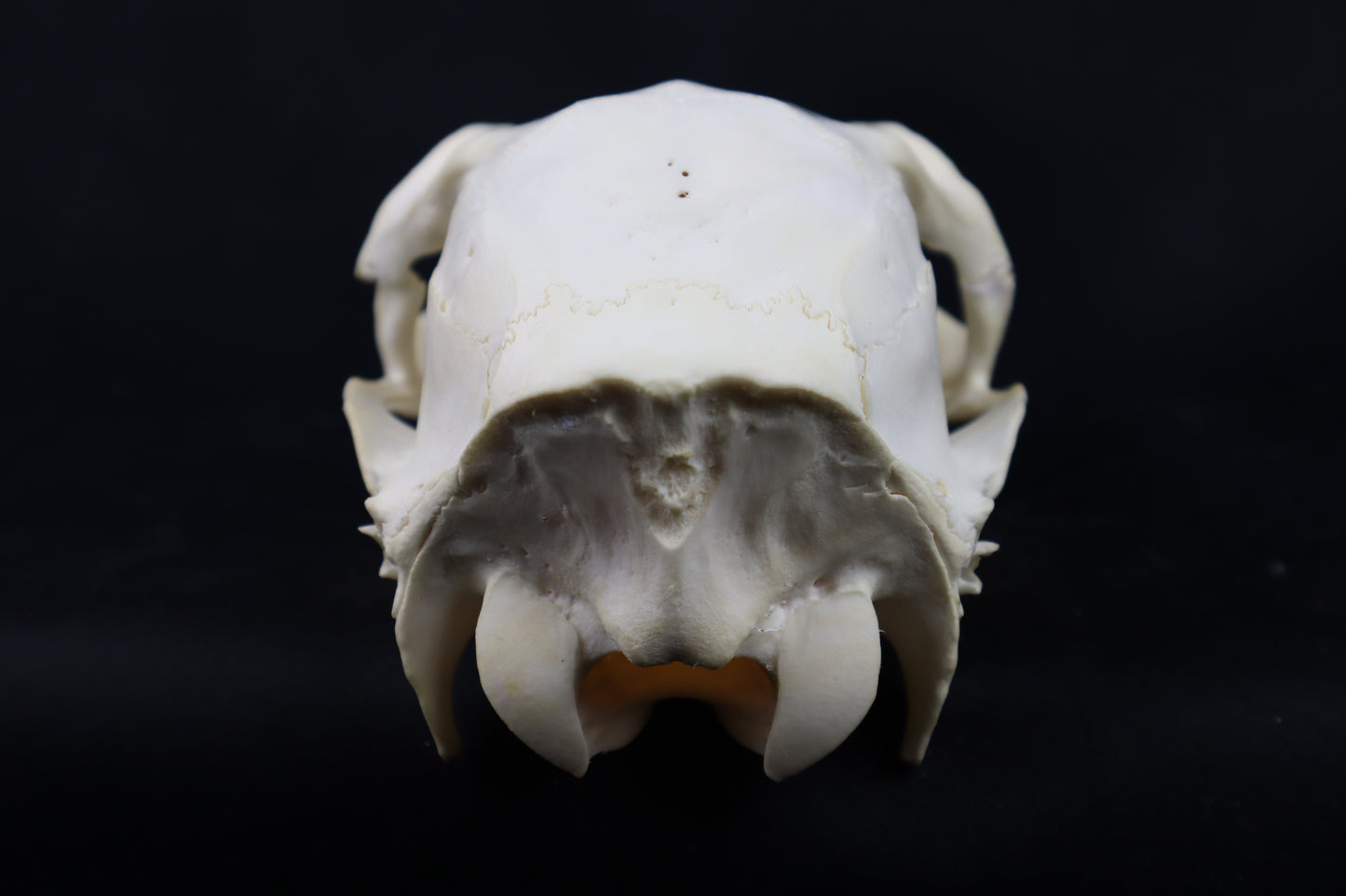 Craft Whitetail Doe Skull