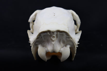 Craft Whitetail Doe Skull