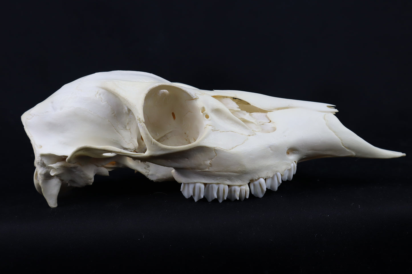 Craft Whitetail Doe Skull