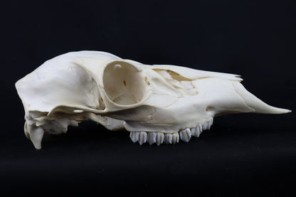 Craft Whitetail Doe Skull