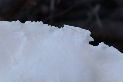 Pathological Mountain Lion Skull