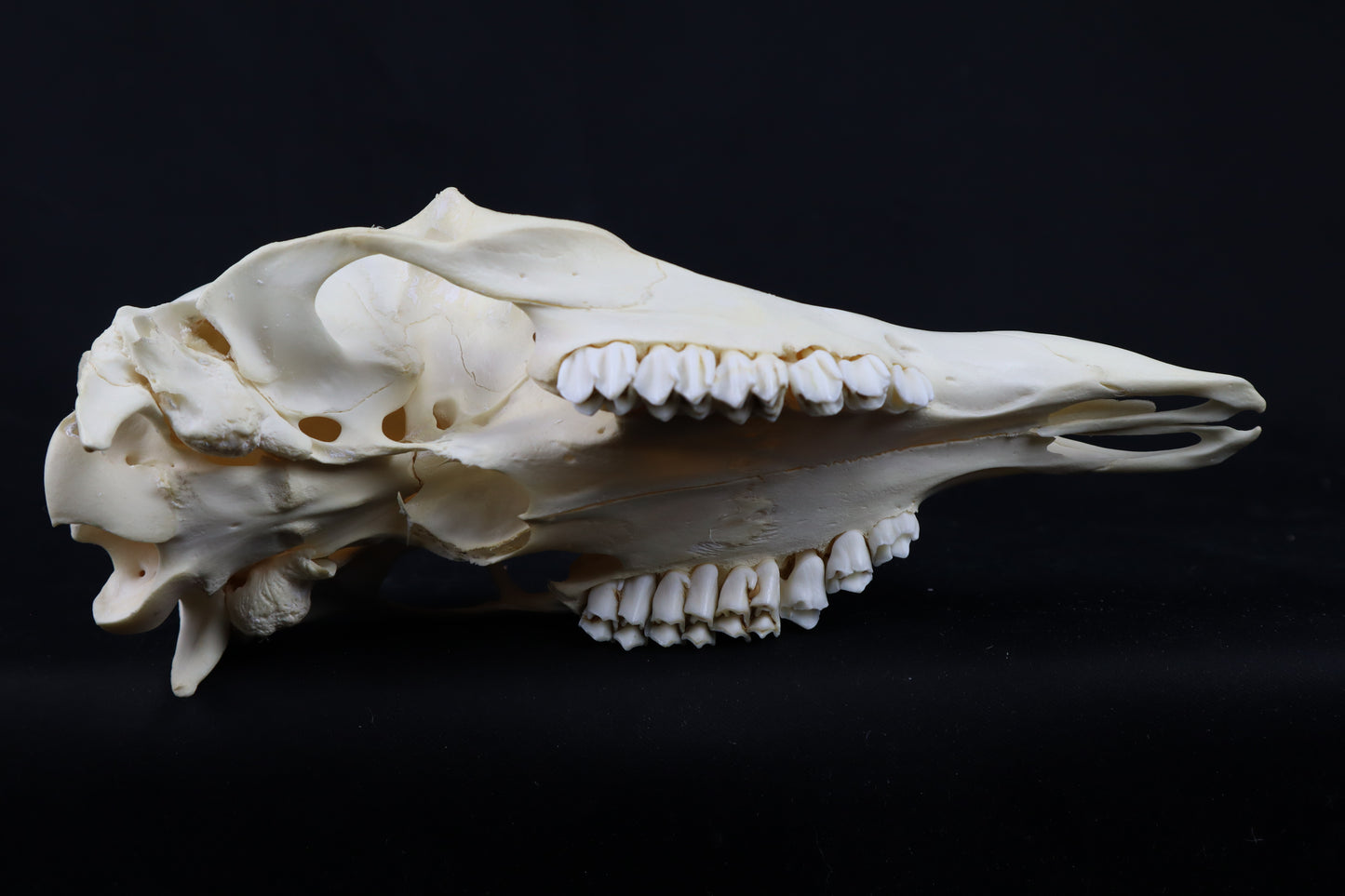 Craft Whitetail Doe Skull