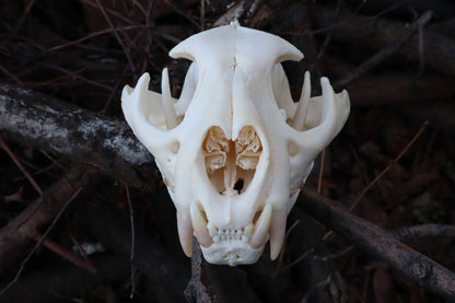 Pathological Mountain Lion Skull