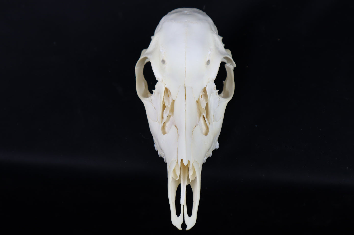 Craft Whitetail Doe Skull