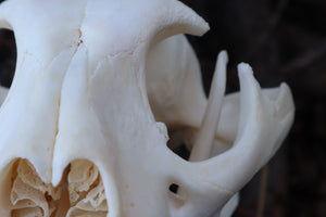 Pathological Mountain Lion Skull