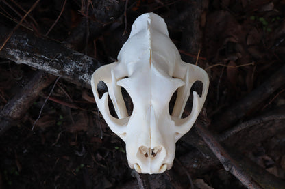 Pathological Mountain Lion Skull