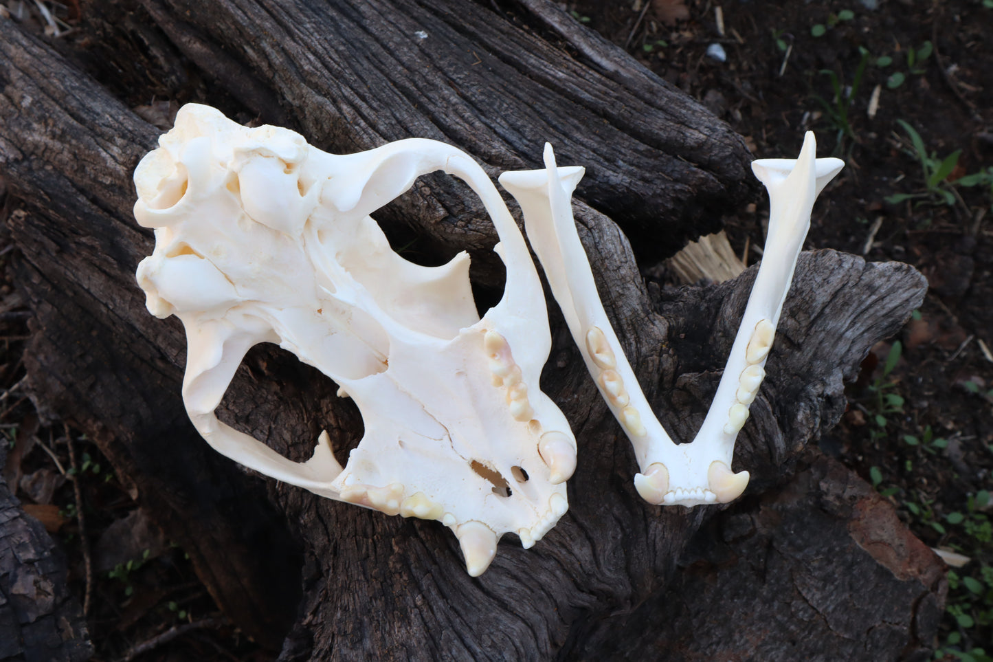 Pathological Mountain Lion Skull