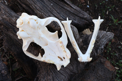 Pathological Mountain Lion Skull