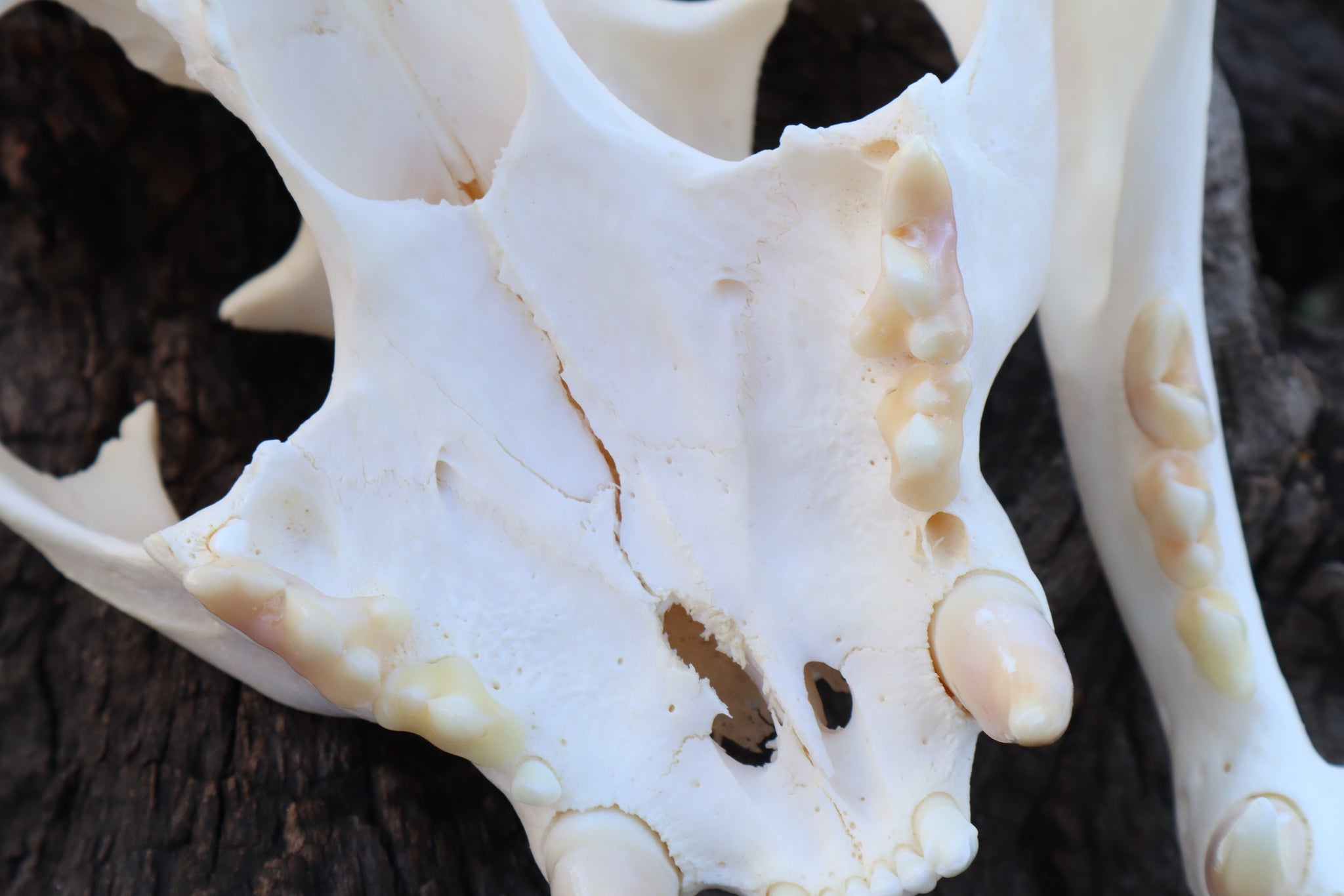 Pathological Mountain Lion Skull