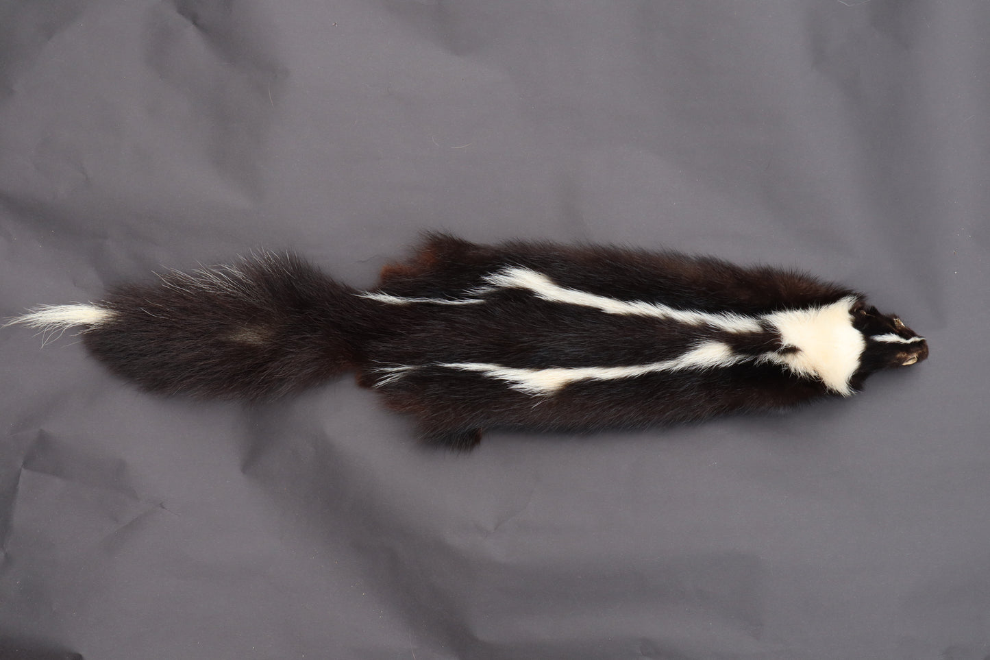 Skunk Wall Hanger