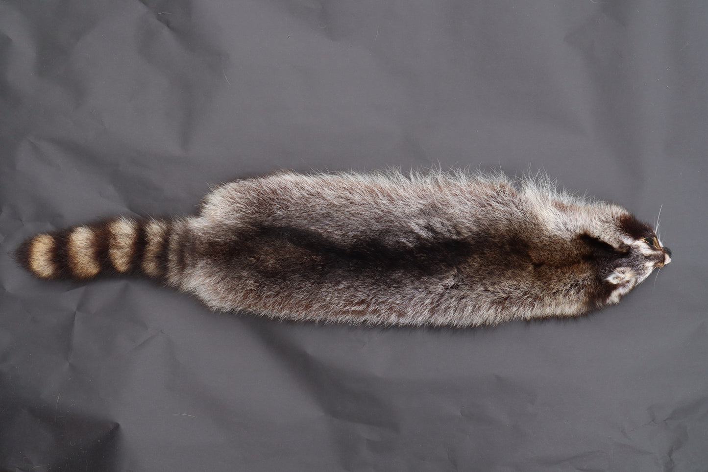 Raccoon Wall Hanger