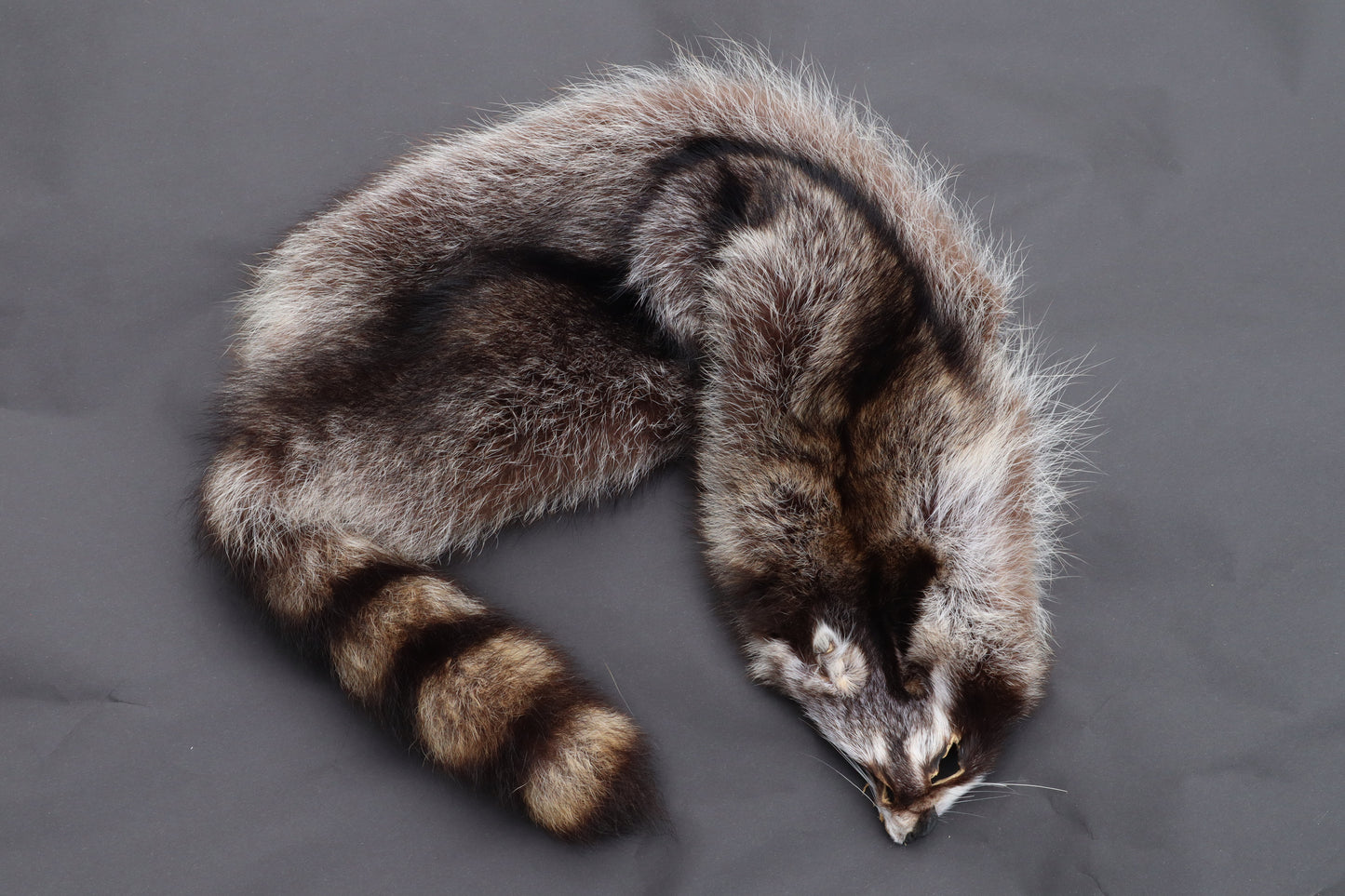 Raccoon Wall Hanger