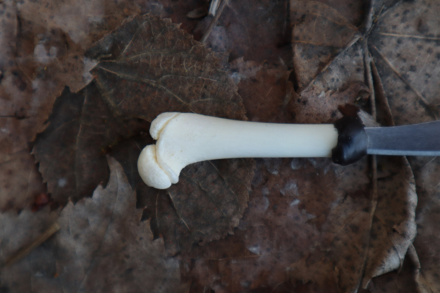 Kitten Femur Knife
