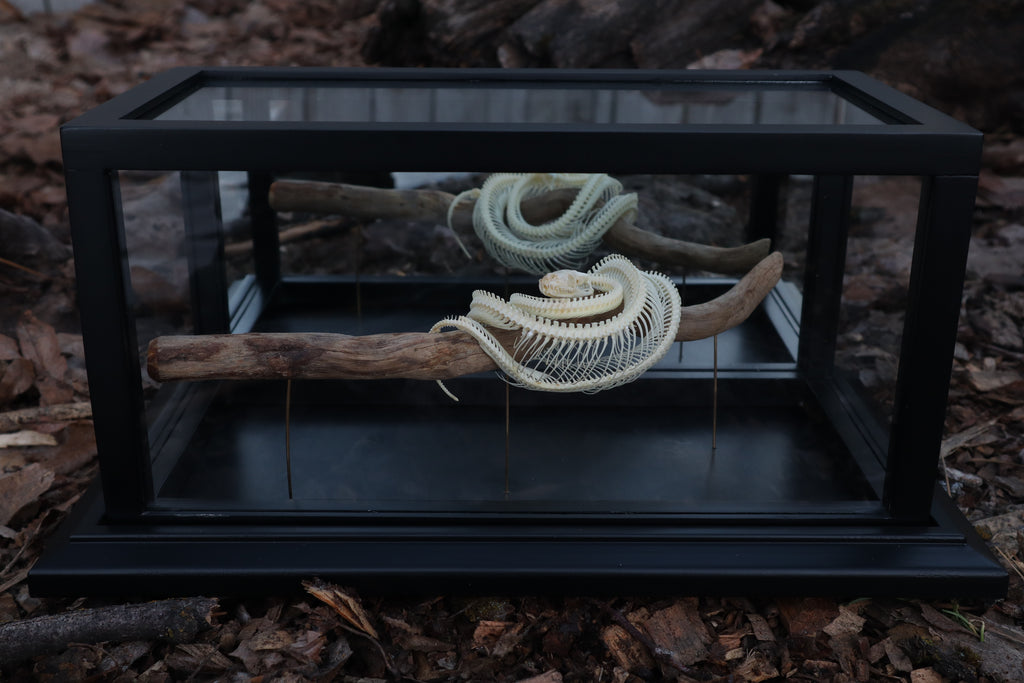 Baby Ball Python Articulation in Glass Display Case