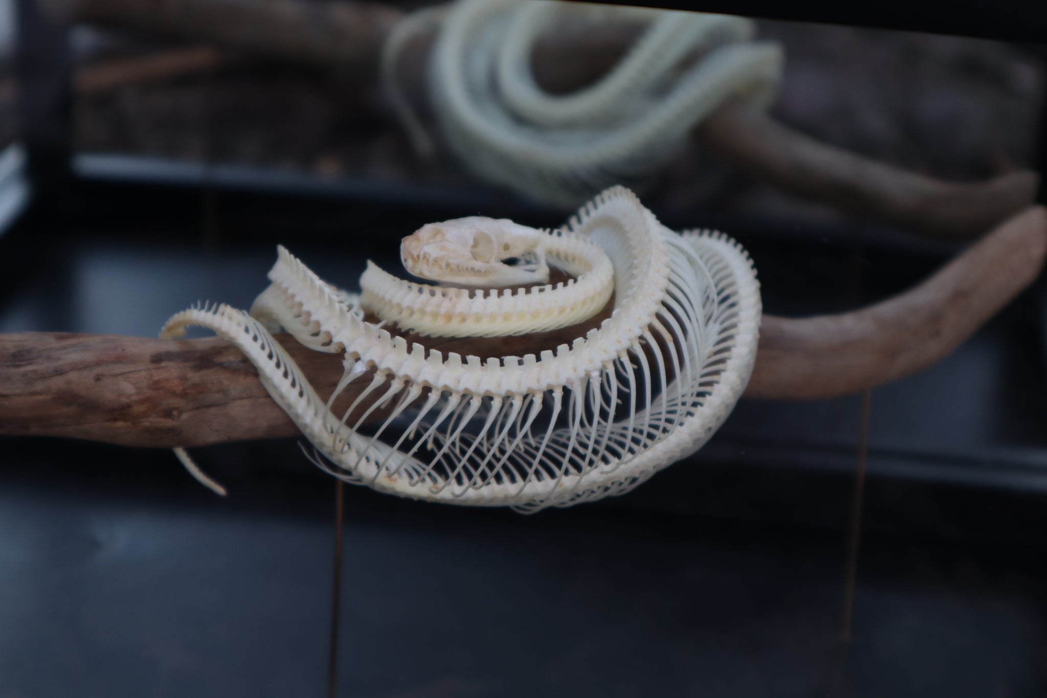 Atriculated Python Skeleton Baby Ball Python Articulation in Glass Display Case – Freyja's Forest