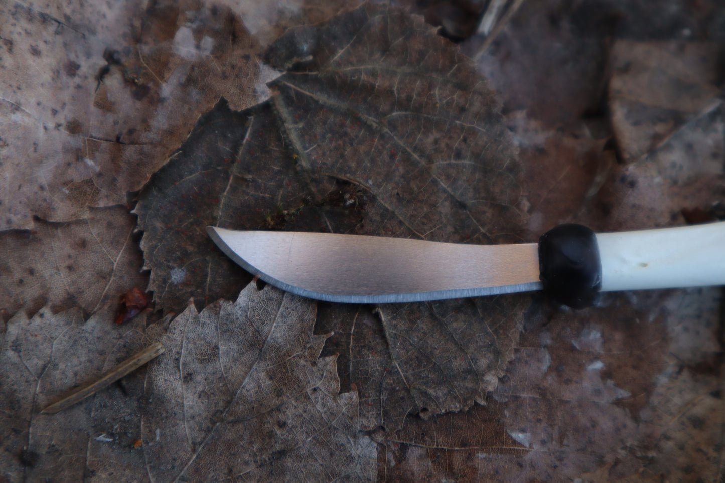 Kitten Femur Knife