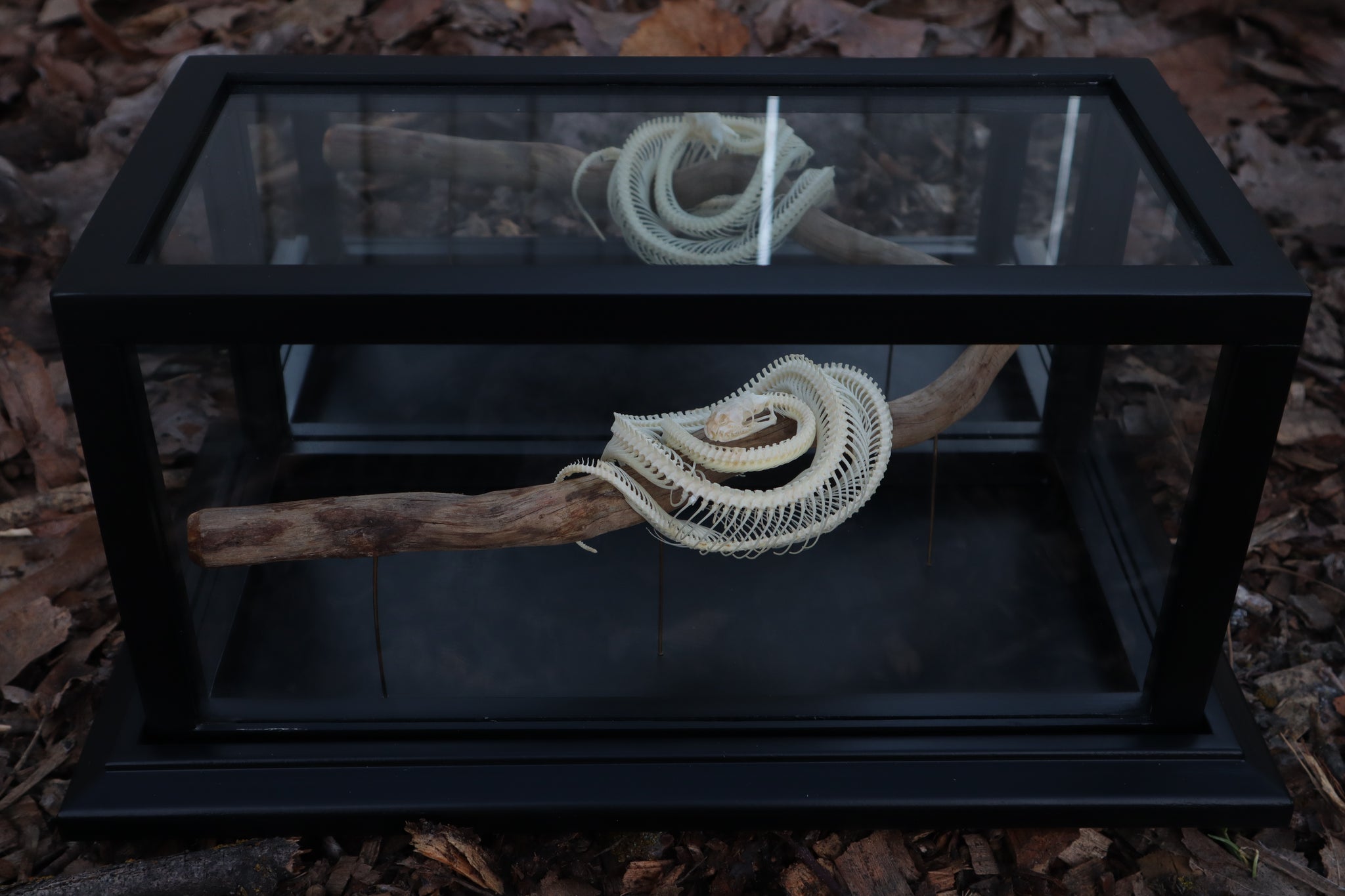 Baby Ball Python Articulation in Glass Display Case