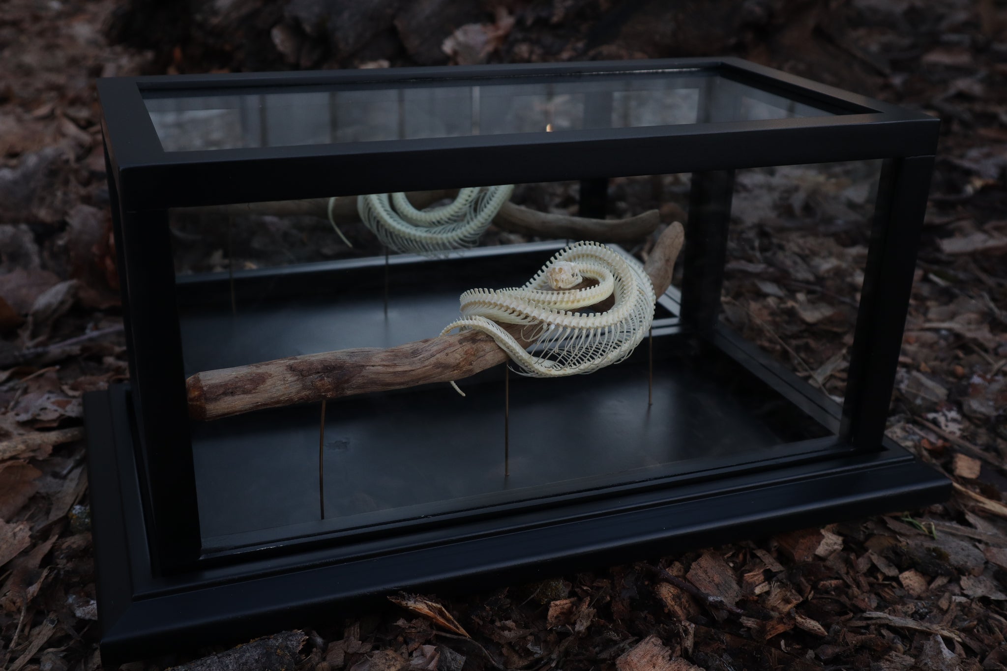 Baby Ball Python Articulation in Glass Display Case